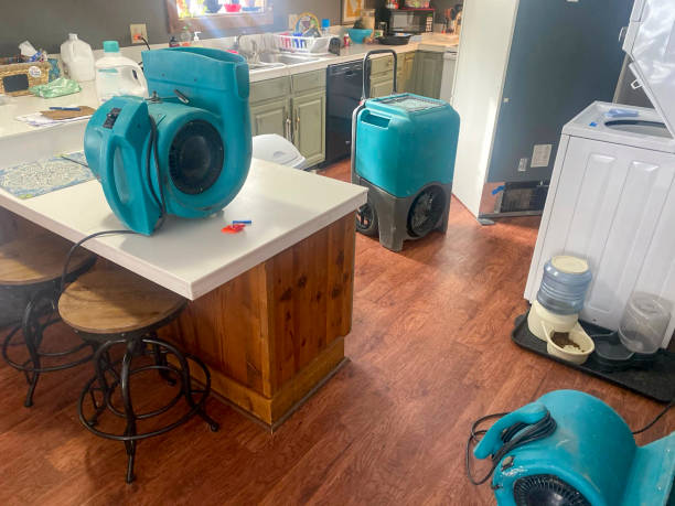 Best Water damage cleanup near me  in Pineland, TX