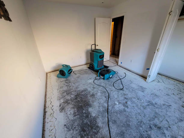 Best Water damage restoration near me  in Pineland, TX
