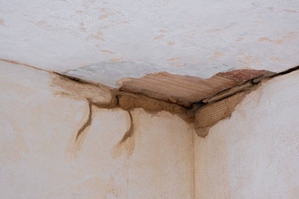 Best Professional water damage repair  in Pineland, TX