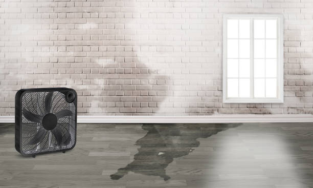 Best Flood restoration services  in Pineland, TX