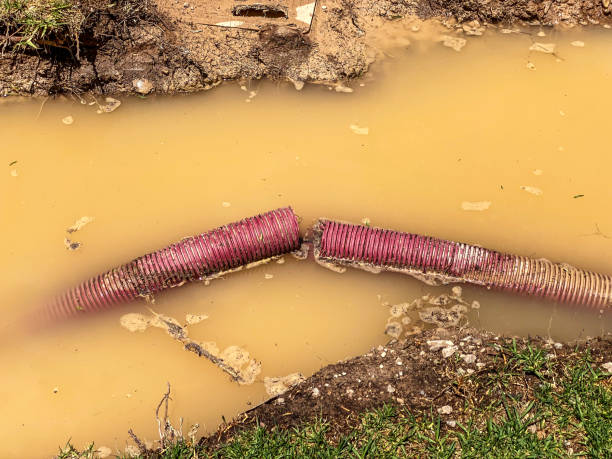 Best Mold removal after water damage  in Pineland, TX